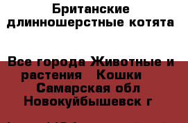 Британские длинношерстные котята - Все города Животные и растения » Кошки   . Самарская обл.,Новокуйбышевск г.